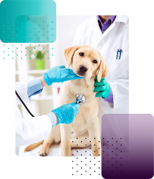 Cerraduras Inteligentes para Clínicas Veterinarias